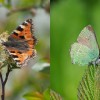 051 Aglais urticae + Callophris rubi-c