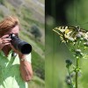 063 Papilio machaon-c