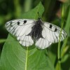 030 Parnassius mnemosyne (2)-c