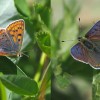 056 Lycaena tityrus (1)-c