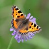 118 Aglais urticae (1)-c