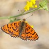 127 Melitaea didyma (1)-c