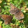 129 Melitaea diamina-c