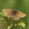 130 Melitaea athalia-c