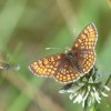 132 Melitaea aurelia (1)-c