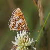 132 Melitaea aurelia (2)-c