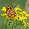 140 Argynnis paphia (w)-c