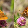 143 Argynnis adippe-c