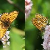 157 Boloria eunomia-c