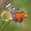 159 Melanargia galathea - 127 Melitaea didyma-c