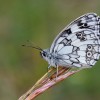 159 Melanargia galathea-c