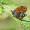 201 Coenonympha glycerion-c