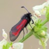 321 Zygaena purpuralis-c