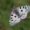 028 Parnassius apollo (1)-c