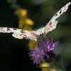 028 Parnassius apollo (2)-c