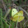 036 Colias hyale (1)-c