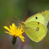 037 Colias alfacarienis (m)-c