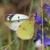 037 Colias alfacariensis (f)-c