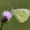 044 Pieris brassicae-c