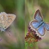 103 Polyommatus daphnis (1)-c