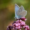 103 Polyommatus daphnis (2)-c