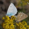 103 Polyommatus daphnis (3)-c