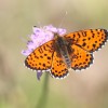 127 Melitaea didyma (1)-c