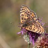 127 Melitaea didyma (3)-c