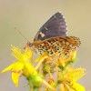 127 Melitaea didyma (5)-c