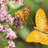 127 Melitaea didyma - 140 argynnis paphia-c