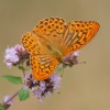 140 Argynnis paphia (1)-c