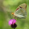 140 Argynnis paphia (2)-c