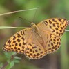 140 Argynnis paphia (3)-c