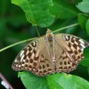 140 Argynnis paphia-c