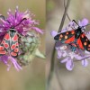 302 Zygaena carniolica - Zygaena ephialtes (1)-c