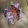 303 Zygaena carniolica - Zygaena ephialtes (2)-c