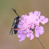 304 Zygaena ephialtes-c