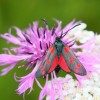 305 Zygaena filipendulae-c