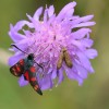 306 Zygaena filipendulae - Langfühlermotte-c