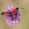 307 Zygaena purpuralis-c