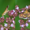 309 Goldzünsler - Pyrausta aurata-c