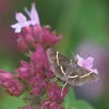 310 Zünsler - Pyrausta cingulata-c