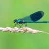 110-2 Calopteryx splendens (m) Gebänderte Prachtlibelle-c