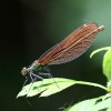 110-3 Calopteryx splendens (f) - Gebänderte Prachtlibelle-c