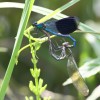 110-4 Calopteryx splendens - Gebänderte Prachtlibelle 4-c