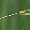 130 Platycnemis pennipes (f) - Gemeine Federlibelle-c