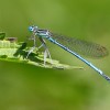 130 Platycnemis pennipes (m) - Gemeine Federlibelle-c