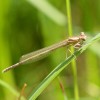 132 Platycnemis latipes - Weiße Federlibelle-c