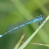 144 Coenagrion puella - Hufeisen-Azurjungfer-c