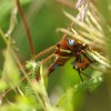 188 Aeshna grandis - Braune Mosaikjungfer - verspeist einen Marienkäfer-c